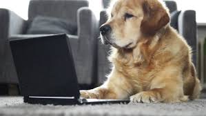 Image result for royalty free cc images of dogs