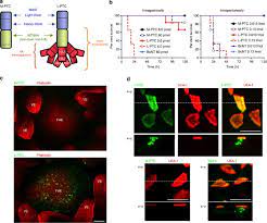 Botulinum Toxin A Complex Exploits Intestinal M Cells To Enter The Host And Exert Neurotoxicity Nature Communications