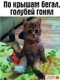 po zhizni s yumorkom yumor pro koshek smeshnye kotyata veselye kartinki