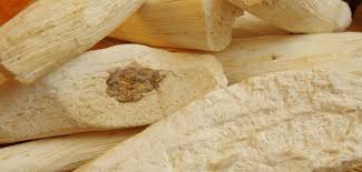 Image result for Xerophyta kirkii