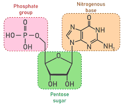 Image result for Nucleic Acid