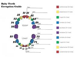 Tot 2 Teen Dental Eruption Of Teeth