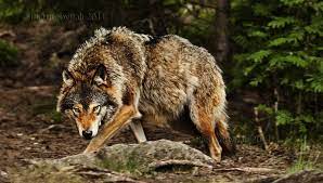Huge Wolf By Picturebypali On Deviantart Wolf Animals Wolfblood