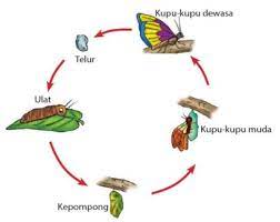 Oleh rian wigunadiposting pada 12 maret 202023 maret 2020. Contoh Metamorfosis Sempurna Dan Tidak Sempurna Idschool