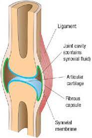 A Cross Sectional Diagram Through A Synovial Joint Adapted By Download Scientific Diagram