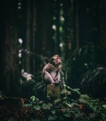 The nominees will be revealed on 7 september 2020, which is when general public voting commences. 2020 National Regional Awards Winners World Photography Organisation