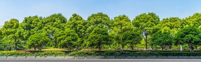 You can identify ashes by looking for trees with opposite branching (not many trees do this) and compound leaves formed by clusters of leaflets. Urban Greening And Tree Conservation Scenic America