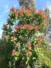 Image result for Triplaris americana