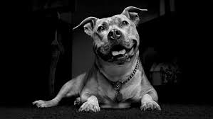 Aruna, the growth period for a breed like labrador is around 18 to 20 months,post which you will see a gradual calmness.there will always be dogs that. What Age Do Pit Bulls Calm Down Dogs Love Us More