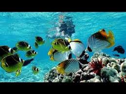 Hanauma bay snorkeling tours, honolulu, hi. Hanauma Bay Oahu Hawaii Snorkeling With Kids And Friends Yeh Youtube