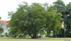 Image result for Pithecellobium dulce