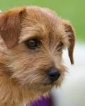 Terrier Dog Breeds - Types of Terriers - Breed Info & Pictures
