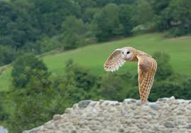 Lechuza Comun Tyto Alba Vs Buho Real Tyto Alba Lechuza Comun Lechuzas Habitualmente designa especies que, a diferencia de los búhos, no tienen plumas alzadas que parecen orejas. pinterest