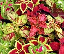 Image result for Coleus esculentus