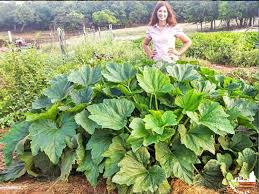 Prefers full sun, but accepts a bit of shade. Growing Your Own Amazing Garden With These Plants Is Easy To Do In North Texas Metroplex Social