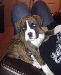 When someone is breeding puppies or breeding kittens, they are creating new dogs and cats who need. Boxer Puppy For Sale In Kalamazoo Michigan Classified Americanlisted Com