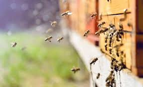 Sind Bienen Im Garten Erlaubt Bienen Insektenhotel Garten