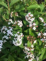 Image result for Albertisia exelliana