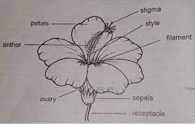 This tube houses both the male and female reproductive organs of the flower. Hibiscus Flower Dissection Science Stein Secondary School Science