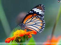 8u Ijgemiej Hm Select your favorite images and download them for use as wallpaper for your desktop santabanta pc wallpapers. https www santabanta com wallpapers nature