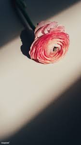 Blooming Pink Ranunculus Flower Mobile Background Premium Image By Rawpixel Com Kutthaleey Flower Mobile Flower Background Design Macro Photography Flowers