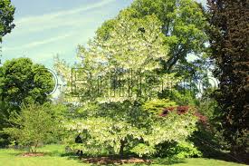 A deciduous tree from china, the spherical. Handkerchief Tree Brillianto Images