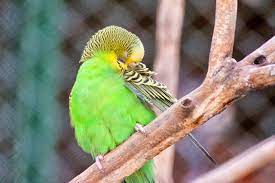 Kus Biti Insana Gecer Mi Kus Biti Insana Zarar Verir Mi Kus Bitleri Insana Bulasir Mi Kusumda Bit Var Bana Gecer Mi Kus Biti Eve Bulasirm Animals Sale Bird