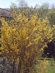 Forsythia Not Blooming Why Won T My Forsythia Bloom Forsythia Bush Forsythia Flowering Bushes