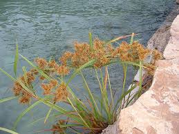 Image result for Cyperus dives