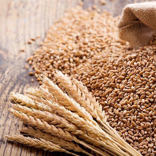 Wheat Seeds agriculture product category