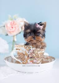 We have passionately bred and given out puppies to many homes around the world at very affordable rates. Cute Yorkie Puppies Florida Teacup Puppies Boutique
