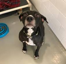 If you are the administrator of this page, click 'shelter login' to post animals for adoption. Pepper Illinois Comptroller S Office