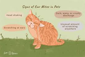 If you notice the following symptoms in your dog, they may have mites: How To Treat Ear Mites In Cats