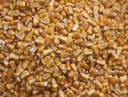 Cracked corn is a commonly used food that can attract a variety of wildlife and wild birds. Amazon Com Bulk Whole Corn For Wildlife Feeding 1 50 Pounds Garden Outdoor