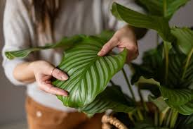 Image result for calathea