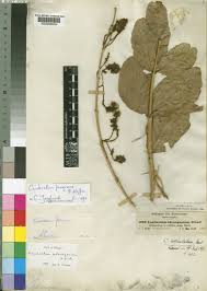 Image result for Combretum adenogonium