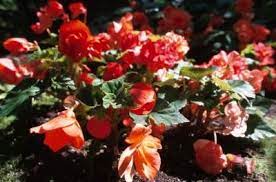Deer Resistant Begonias Begonia Plants Full Shade Flowers