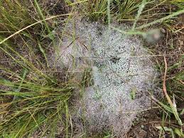 Image result for Diclis reptans