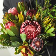 Image result for Protea welwitschii