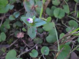 Image result for Linderniella