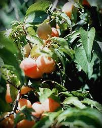 Maybe you would like to learn more about one of these? Native Trees Of Indiana River Walk