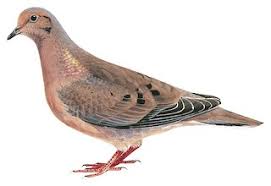 Image result for Nidorella auriculata