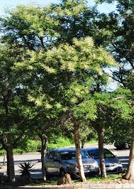 Image result for Acacia polyacantha