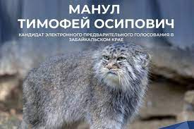 Тело плотное, а лапы короткие и массивные. Kot Manul Mozhet Vydvinut Svoyu Kandidaturu Na Prajmeriz V Zabajkale Mk Chita