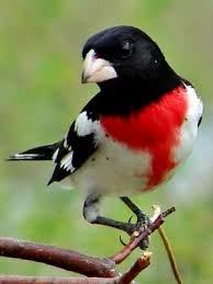 Black And White Birds In Georgia Pin On Birds