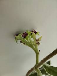 Image result for Raphionacme procumbens