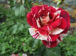 Pin By Zack On Home Garden Ideas In 2021 Pete Burns Rose George Burns
