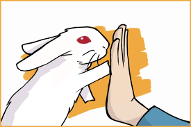 The energy levels of a rabbit will also match that of a child. 15 Ways To Bond With Your Pet Rabbit