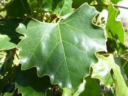 Image result for Rhoicissus tomentosa