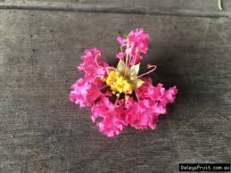 Check spelling or type a new query. Buy Crepe Myrtle Tuscarora Lagerstroemia Indica